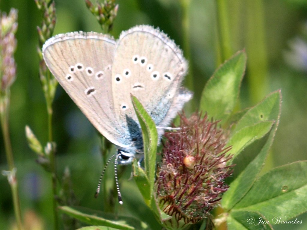 Klaverblauwtje, Cyaniris semiargus.JPG